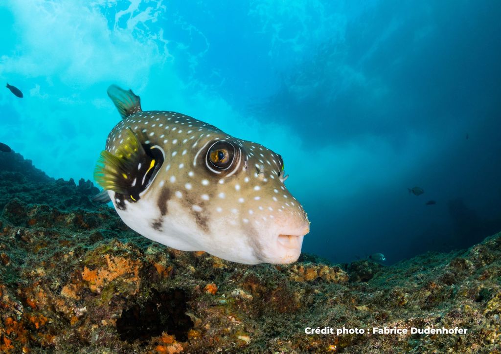 poisson rascasse volante